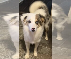 Kooper - Male Australian Shepherd Dog for Adoption - Photo #3