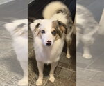 Small Photo #3 Australian Shepherd Puppy For Sale in Landenberg, PA, USA
