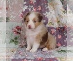 Small Photo #20 Miniature Australian Shepherd Puppy For Sale in HARRISON, OH, USA