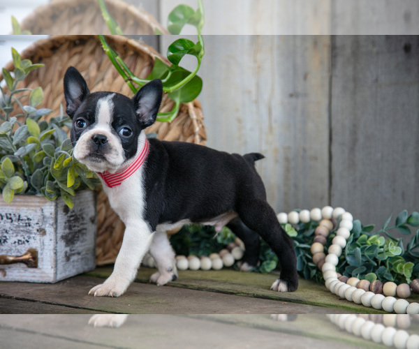 Medium Photo #1 Boston Terrier Puppy For Sale in MILLERSBURG, OH, USA