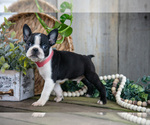Image preview for Ad Listing. Nickname: Litter of 8