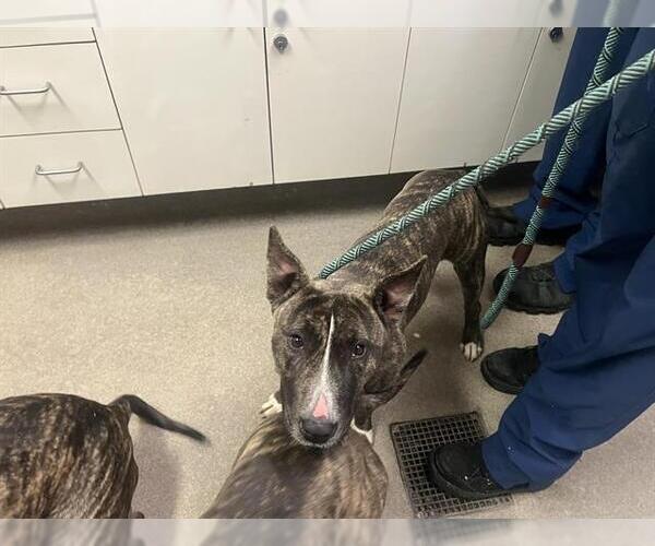 Medium Photo #1 Miniature Bull Terrier-Unknown Mix Puppy For Sale in HESPERIA, CA, USA