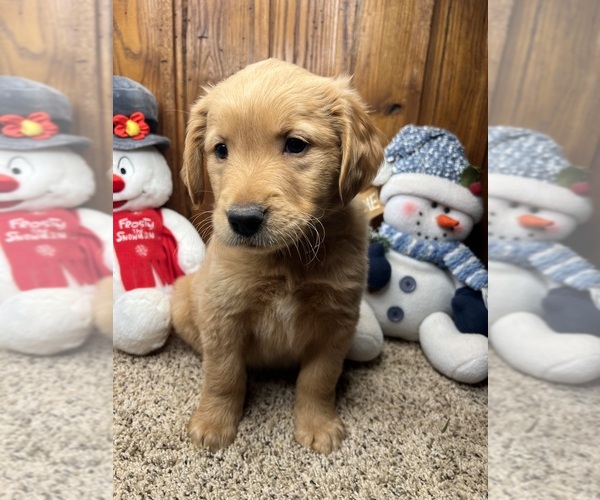 Medium Photo #2 Golden Retriever Puppy For Sale in NEOLA, WV, USA