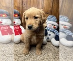 Small #1 Golden Retriever
