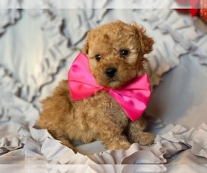 Poodle (Toy) Puppy for sale in LANCASTER, PA, USA