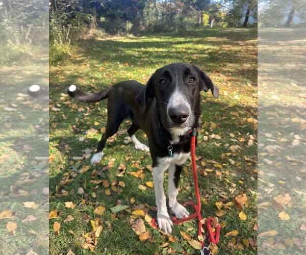 Medium Photo #1 Mutt Puppy For Sale in Rockaway, NJ, USA