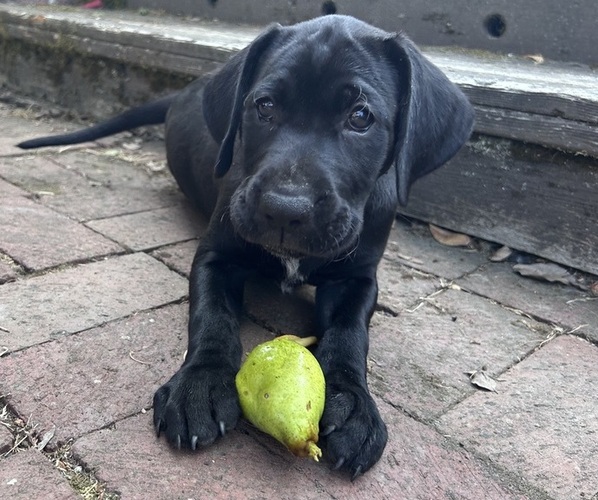 Medium Photo #1 German Shorthaired Lab Puppy For Sale in TACOMA, WA, USA