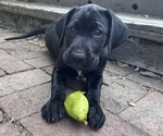 Puppy Oreo German Shorthaired Lab
