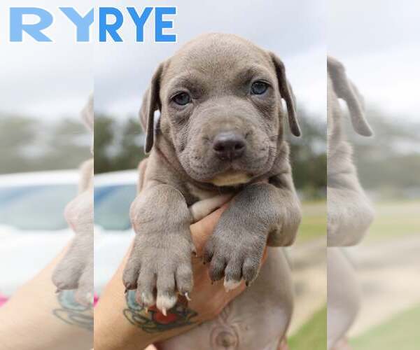 Medium Photo #10 Labrador Retriever-Unknown Mix Puppy For Sale in Milton, FL, USA