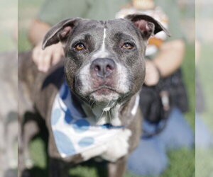 American Staffordshire Terrier Dogs for adoption in San Antonio, TX, USA