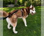 Small #1 Mutt
