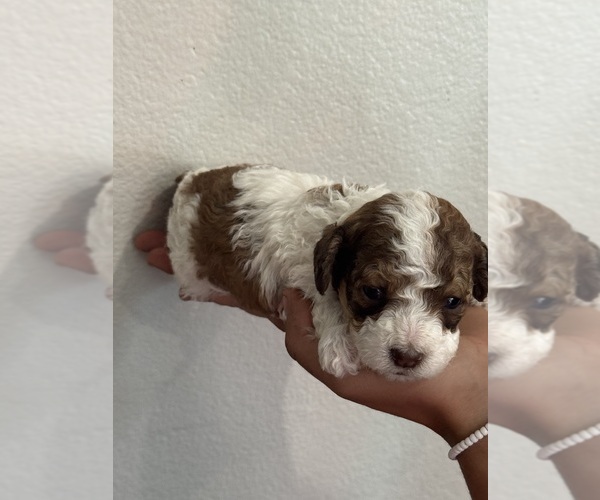Medium Photo #3 Bernedoodle (Miniature) Puppy For Sale in LONGMONT, CO, USA