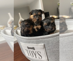 Yorkshire Terrier Puppy for sale in BOLINGBROOK, IL, USA