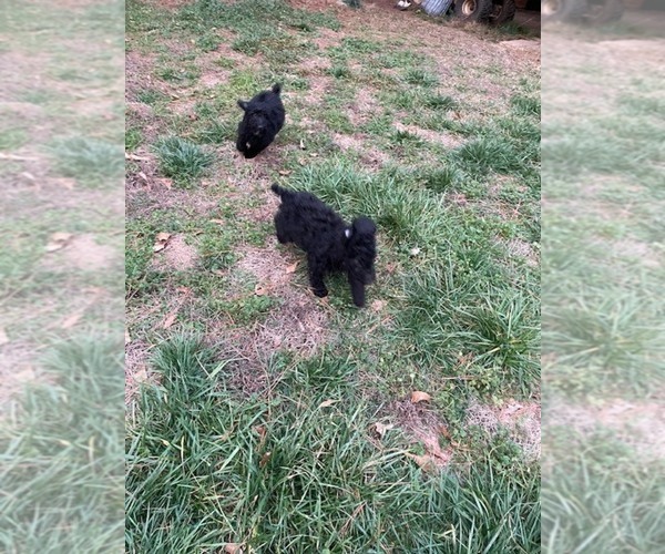 Medium Photo #4 Poodle (Standard) Puppy For Sale in MONROE, GA, USA