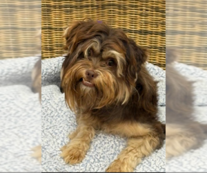Mutt Dogs for adoption in Cranston, RI, USA