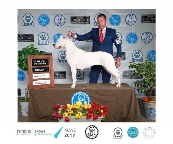 Medium Photo #8 Dogo Argentino Puppy For Sale in EAGLE MOUNTAIN, UT, USA