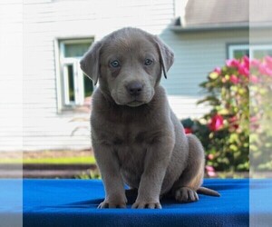 Labrador Retriever Puppy for sale in MYERSTOWN, PA, USA