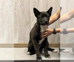 Mutt Dogs for adoption in Big Bear City, CA, USA