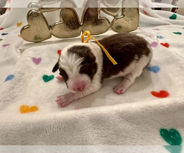 Medium Photo #19 Border Collie Puppy For Sale in MARYVILLE, TN, USA