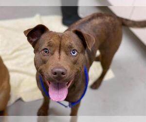 Mutt Dogs for adoption in McKinleyville, CA, USA