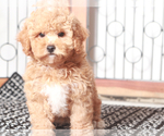 Small #2 Poodle (Toy)