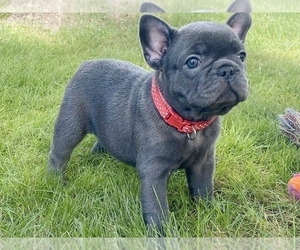 French Bulldog Puppy for sale in BOSTON, MA, USA