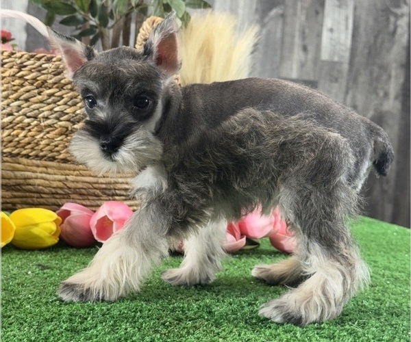 Medium Photo #5 Schnauzer (Miniature) Puppy For Sale in CANOGA, NY, USA