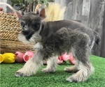Small #4 Schnauzer (Miniature)