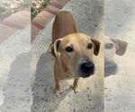 Small Retriever  Mix