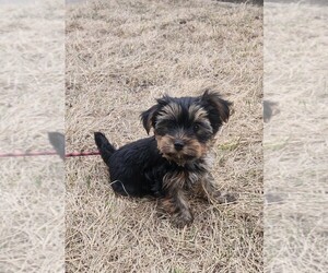 Yorkshire Terrier Puppy for sale in WATERLOO, IA, USA