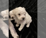 Small #2 Maltipoo