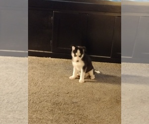 Siberian Husky Puppy for sale in MILWAUKEE, WI, USA