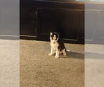 Small Photo #1 Siberian Husky Puppy For Sale in MILWAUKEE, WI, USA