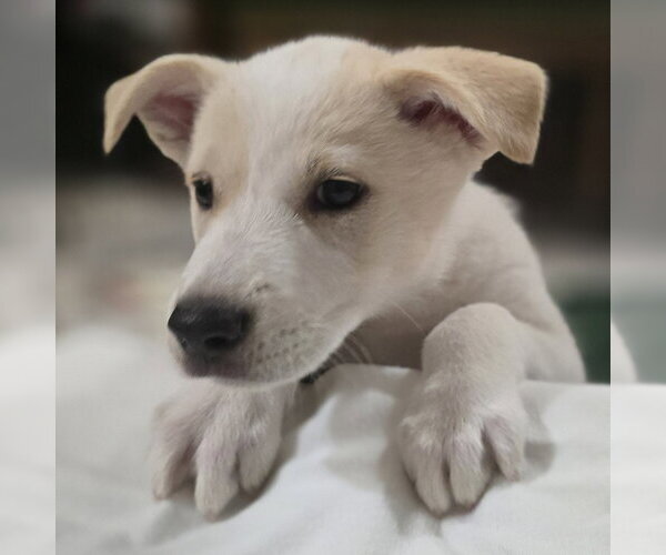 Medium Photo #2 Labrador Retriever-Unknown Mix Puppy For Sale in Minneapolis, MN, USA