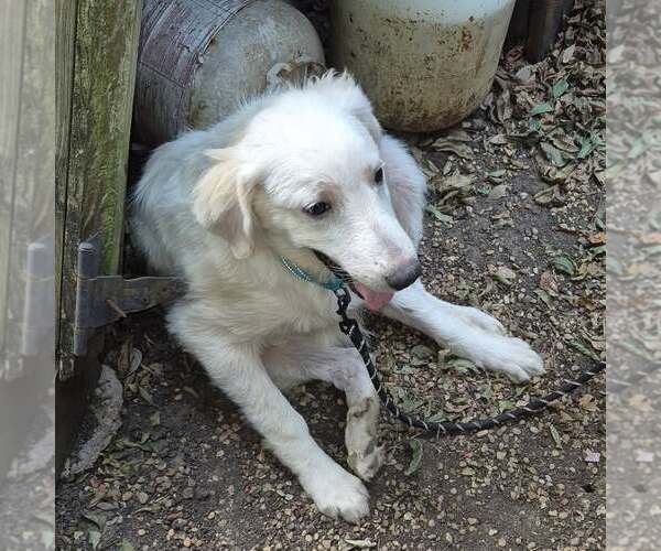 Medium Photo #2 Great Pyrenees Puppy For Sale in Dallas, TX, USA