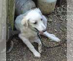 Small Photo #2 Great Pyrenees Puppy For Sale in Dallas, TX, USA