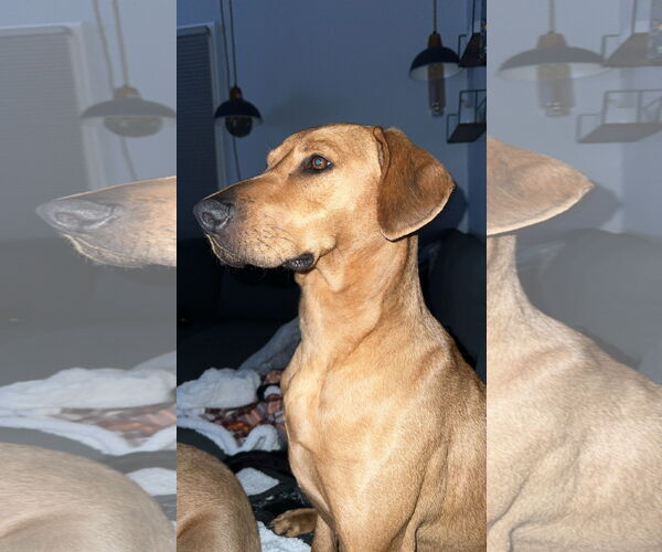 Medium Photo #7 Labrador Retriever-Rhodesian Ridgeback Mix Puppy For Sale in Virginia Beach, VA, USA