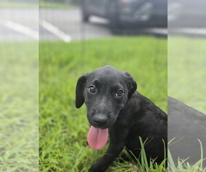 Aussiedor Dogs for adoption in Sanford, FL, USA