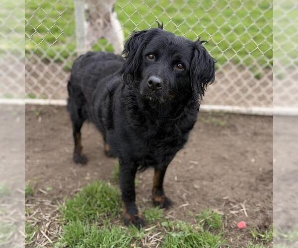 Medium Photo #3 Australian Shepherd-Rottweiler Mix Puppy For Sale in Modesto, CA, USA