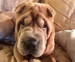 Small Photo #1 Chinese Shar-Pei Puppy For Sale in SARASOTA, FL, USA