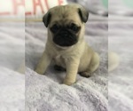 Small Photo #3 Pug Puppy For Sale in MOSELLE, MS, USA