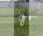 Small #1 Mutt
