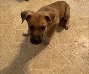 German Shepherd Dog-Siberian Husky Mix Puppy for sale in ANSONIA, CT, USA