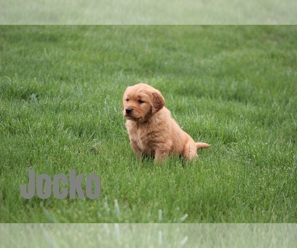 Medium Photo #1 Golden Retriever Puppy For Sale in MIDDLEBURG, PA, USA
