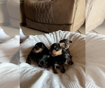 Small #1 Yorkshire Terrier