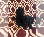 Small Photo #4 Labradoodle Puppy For Sale in HALIFAX, PA, USA