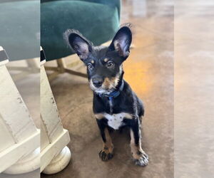 Australian Kelpie Dogs for adoption in Queen Creek, AZ, USA
