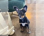 Small Australian Kelpie