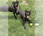 Small #1 American Pit Bull Terrier-Chihuahua Mix