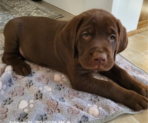 Labrador Retriever Puppy for sale in WATERLOO, NY, USA